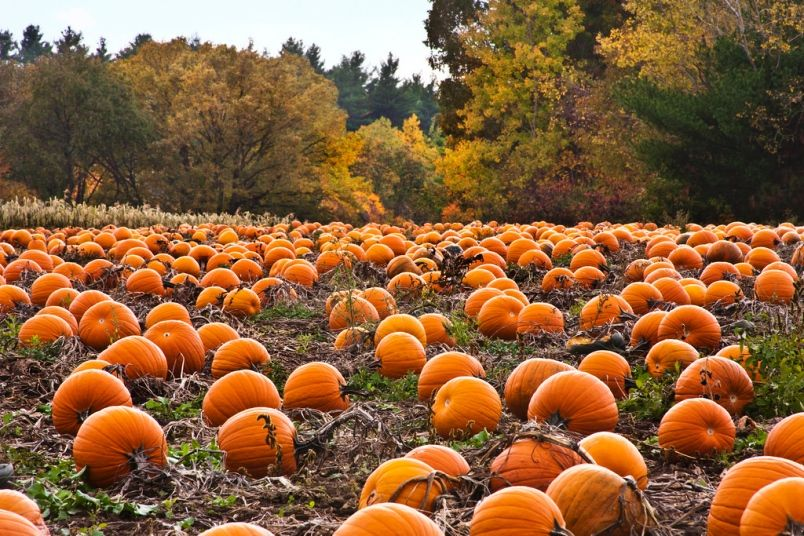 halloween activities in montreal